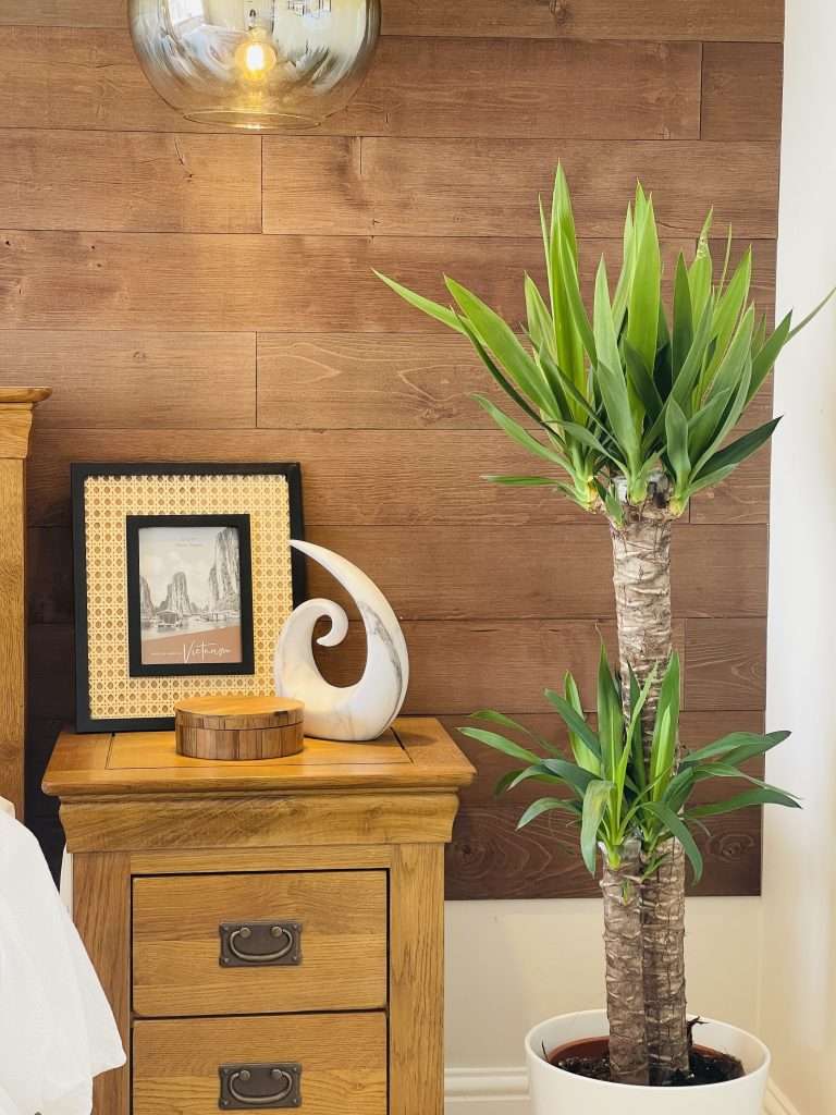 Walnut-BedroomPlant